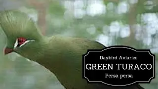 Green Turaco - Such an amazing aviary bird.