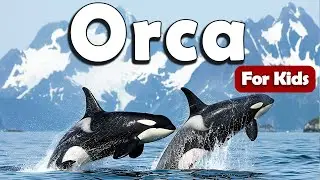 Orcas for Kids | Learn About Animals for Kids | Learn about Orca for Kids