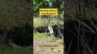 Renting goats as lawnmower #goat #nature