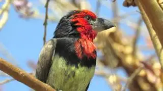 Black-collared Barbet