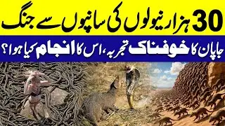 30,000 Mongooses vs Thousands of Snakes &ndash; Japan's Wild Experiment | Haqeeqat Jano