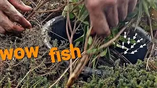 amazing video Fishing Canyon made of plastic baskets for fishing(Smart fishing)