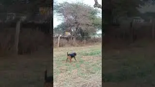Rottweiler Dog #pets #animals #dog #rottweiler #shorts