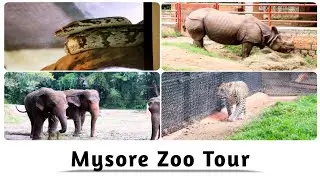 Mysore Zoo Tour/ Tamil Vlog/ Urban Nadodi