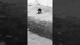 dog sad video 💤🤲🥲🐕@dog#video#short #1millionviews #viralvideo #Hussain mansoori
