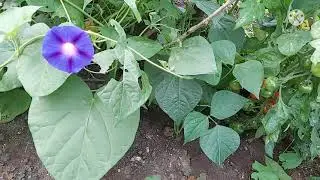 How to grow Aubergine 🍆 Eggplant in the UK