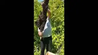 Familiile de albine roire impresionantă! Ferma Apicolă Marineac