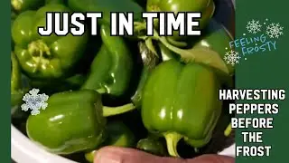 Beat the Frost: Harvesting Peppers Just in Time