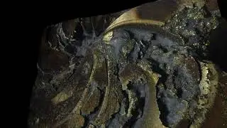 3D Goniatite Close Up from Middle Devonian