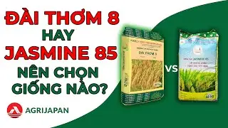 AgriJapan | Đ&Agrave;I THƠM 8 hay JASMINE 85, sạ giống n&agrave;o cho vụ Đ&Ocirc;NG XU&Acirc;N 2024 - Kế hay Chọn Giống #1
