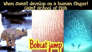 When sweat develops on a human finger | Gaint school of fish | Bobcat jump