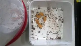 Dermestes lardarius Larval Swarm June 2019