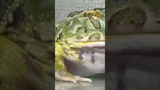 Big Frog Cries Feed #frogfields #frogcatch #catchfrog #viralfrog #shortfrog #topfrogs #smallfrog