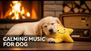 24/7 Calming Music to Help Dogs Sleep : Separation Anxiety Relief & Deep Relaxation Vibes! 🐕❤️😴