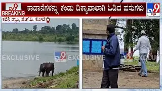 Wild Elephants Near Kabini Dam: ಆನೆಗಳನ್ನು ಕಾಡಿಗೆ ಓಡಿಸಲು ಅರಣ್ಯ ಇಲಾಖೆ ಸಿಬ್ಬಂದಿ ಹರಸಾಹಸ