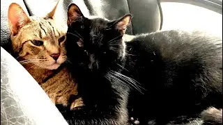 💙💛 CUDDLING CATS BRING COMFORT 💛💜