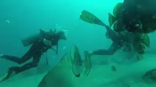 amami diving traffic officer