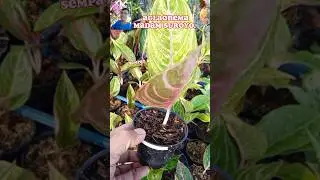 AGLAONEMA FAVORIT,AGLAONEMA MADAM SUROYO#aroid#nature#aglaonema#aglonema#plants#short