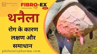 Fibro-EX Kit Review | अब थनेला रोग होगा जड़ से खत्म | Best Veterinary Medicine | थनों की सूजन #Animal