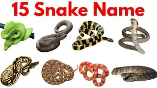 साँप के नाम सीखें बच्चों के लिए | Learn 15 Snake Names for Kids with Pictures and Sound