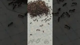 Sugar Ants 🐜 vs The Salami Tsunami!