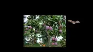 Fruit Bat Animation
