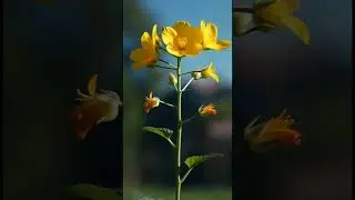 monocarpic and polycarpic flower 🌺 #science #biology #musterd #sciencefacts