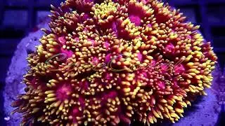 Goniopora Stokesi @corecoral