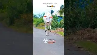 Kiran kanappagol yancha khillar cow#cow #bailgadasharyat #trendingshorts