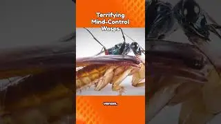 Animal Facts | Terrifying Mind Control Wasps 🦋