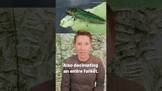 Invasive species: be on the lookout!