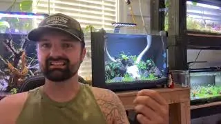Why I Removed the Skull From My Tank | Rescape with Black Lava Rock