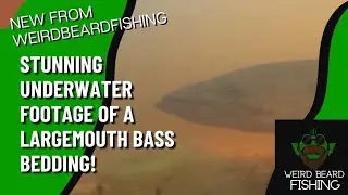 CRAZY Underwater Footage Of Bedding Largemouth Bass In Washington Freshwater Fishery
