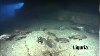 Immersione naturalistica a Portovenere (SP): Grotta del Tinetto