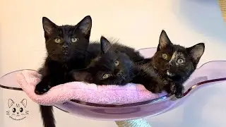 Дождливый день дома с моими приемными котятами 🌧️😸