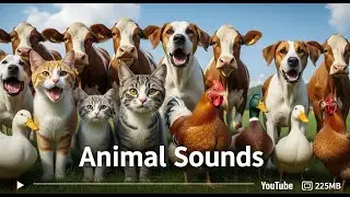 Animal Sounds at the Zoo 🐯🦓 | English Learning Video for Babies & Toddlers