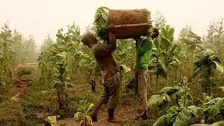 FROM SEED TO HANDMADE CIGAR: Harvesting