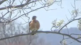Pretty Bird