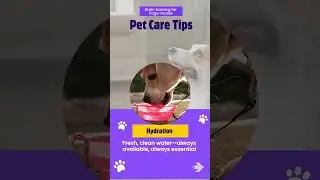 Top 4 Essential Pet Care Tips | Vet Visits, Brain Training for Dogs & Hydration Guide #shorts #viral