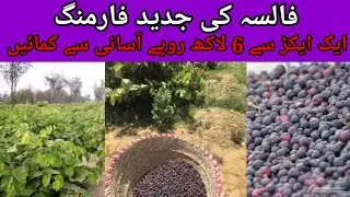 Falsa Farming in Pakistan | How to start falsa Farming