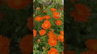 Botanical Beauty: Immersed in Calendula Flowers and Nature's Sounds #calendula #nature