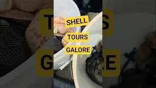 Туры Shell помогут вам оставаться здоровыми 🥰 #ракушки #Флорида #пляж