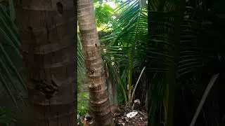 Please Subscribe 🐒 wild monkey zone