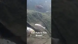 Can hybrid cyprinids breed #fishing #hybrids #fishfacts