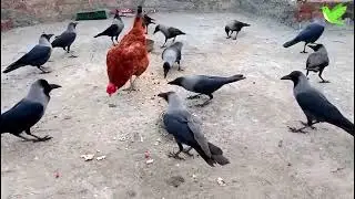 Incredible and Loveable Crows | Black Crow Birds | Crow Sounds | Crows Planet 