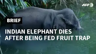 Pregnant elephant dies in India after eating explosive fruit trap | AFP