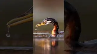 Which do you like more the spot or the shot?Shot on 600mm f/4L IS III USMCanon 1.4x iii extended