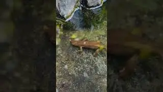 This Rare Newt  lives in the water. Mysterious Amphibians #RareCreatures  #WaterNewt #shorts