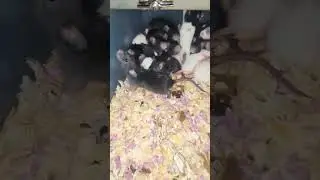 Rat Infestation