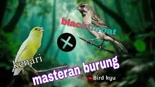 Masteran suara burung kenari & blackthroat